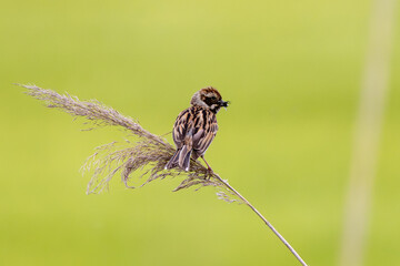 Female Reed Bunting Holds Insects In Beak For Chicks