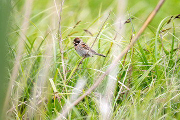 Female Reed Bunting Holds Insects In Beak For Chicks
