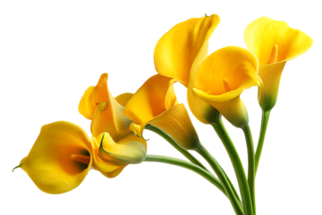 Vibrant yellow calla lilies bloom beautifully isolated on a clean