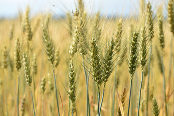 spikelets of golden wheat in the field. Ripe big golden ears of wheat on a yellow background of the...
