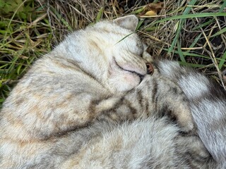 Cute cat sleeping in the grass.