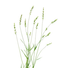 Green grass with seed heads [Transparent Background PNG]