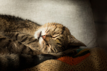 Sleeping Cat