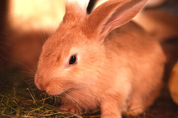 baby rabbit. Little rabbits, on a livestock farm, in cages. Red rabbits close-up. young brood. breed animals, pets. big ears. New zealand red rabbit sits on dry grass on a before Easter