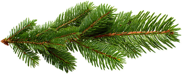 A detailed realistic close-up of a fresh green fir tree branch with sharp needles