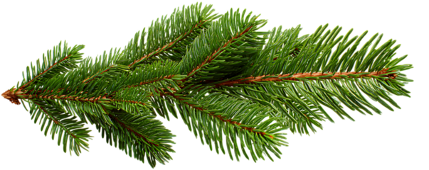 A detailed realistic close-up of a fresh green fir tree branch with sharp needles