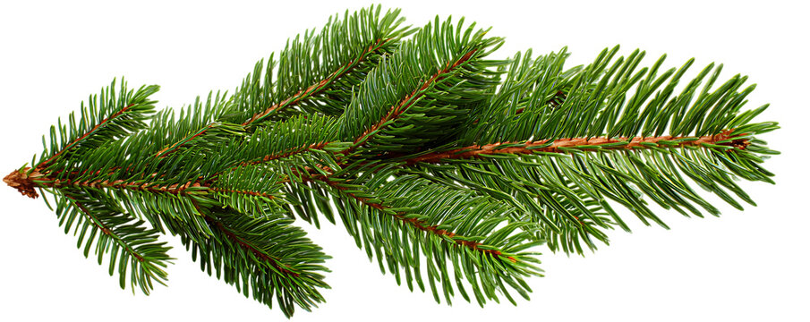 A detailed realistic close-up of a fresh green fir tree branch with sharp needles