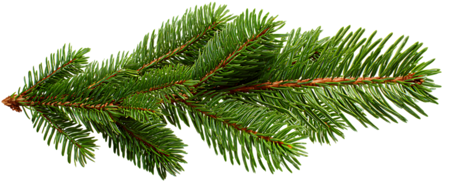 A detailed realistic close-up of a fresh green fir tree branch with sharp needles