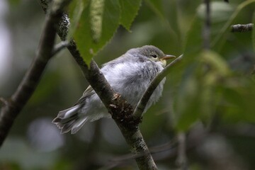 Image of a juvenile Northern Parula near the Bay of Fundy.