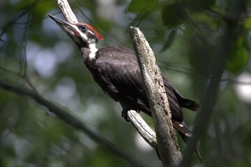 An image of a Pileated Woodpecker perched in a dead tree.
