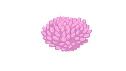 PNG Cartoon underwater sea landscape constructor with fishes and ocean animals, vector undersea world. Underwater coral reef characters of octopus with turtle,