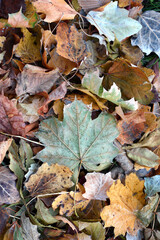 Dry leaves on the ground in a beautiful autumn forest. autumn background, fallen leaves in a forest...