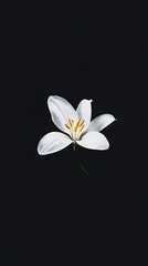 Naklejka premium Black background with a single white lily in the middle, high contrast minimal design
