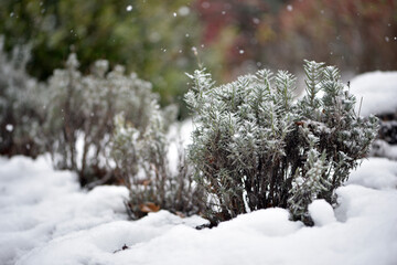 snow on green leaves lavender. Green bushes covered with white snow in a winter frosty park. A bed...