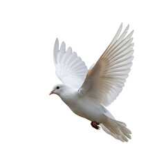 White Dove Soars Gracefully on Transparent Background, Avian Flight Beauty in Nature