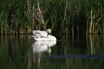 White mute swan with opened wings in the water on a sunny day. White mute swan close up with water splashes. beauty in nature, wild bird swimming on the river. spring season, summer time
