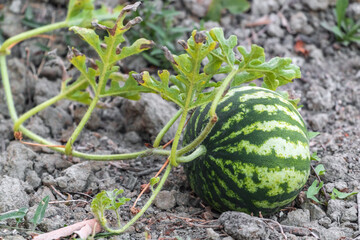Ripening watermelon on farmland