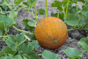 Ripening melon on farmland
