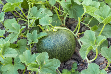 Ripening melon on farmland