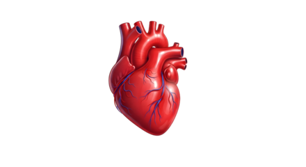 Realistic Human Heart Illustration