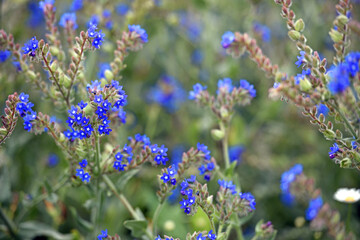 Fototapeta premium Anchusa officinalis and delicate flower of white field chamomile. flower season. wildflowers. medicinal herbs. beauty of nature. close-up. blue wildflower