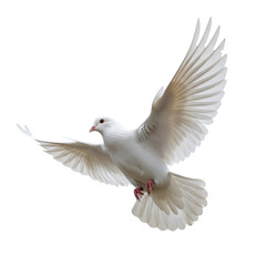Fototapeta premium White Dove Soaring Gracefully on a Transparent Background