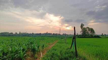 Green rice field under cloudy sky