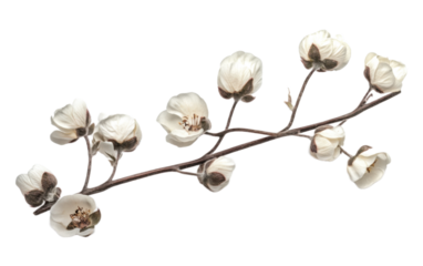 Cotton flower on transparent background, png