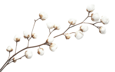 Cotton flower on transparent background, png