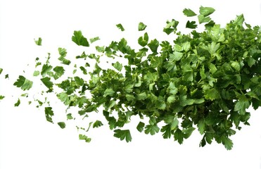 Fresh parsley leaves, scattered and in motion, against a white background