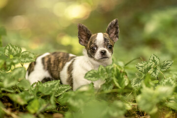 Cute short hair brindle and white Chihuahua puppy in nature