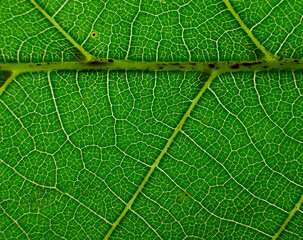 Detailed view of a green leaf showing vein patterns