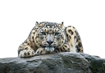 Naklejka premium Leopard Lying on Rock with Focused Expression and Bright Blue Eyes in Natural Environment