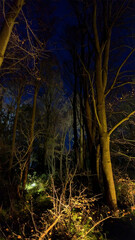 Night forest scene with warm light
