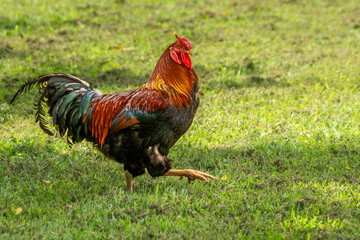 Carolina gamecock in a farm yard