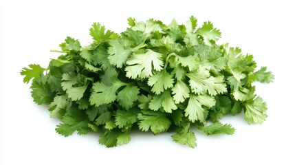 Obraz premium Vibrant Cilantro Leaves Displayed on Crisp White Background - Fresh and Organic Herb for Culinary Delights