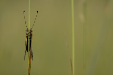 un libelloides coccajus in primavera