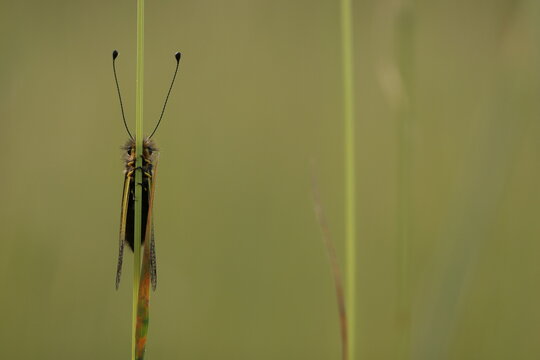 un libelloides coccajus in primavera