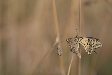 una farfalla macaone al tramonto © Simona