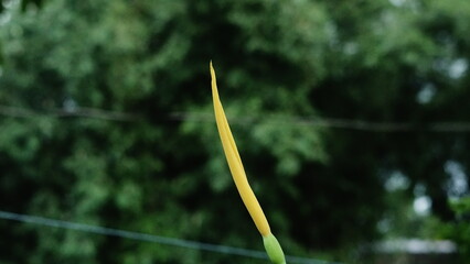 Close-up of a young green plant shoot emerging with natural blurry green background outdoors