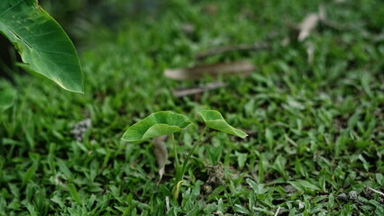 Vibrant green moss and tiny brown natural elements creating a textured forest floor scene up close.