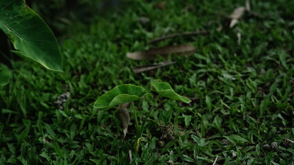 Close-up view of vibrant green moss and delicate plant life in a natural outdoor setting