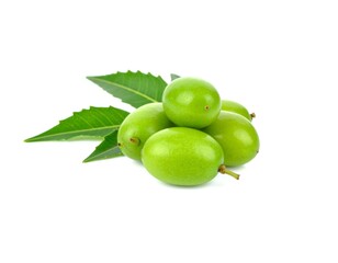 Obraz premium Neem fruits stacked together with vibrant green leaves on white
