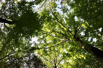 A view under the trees in the forest.