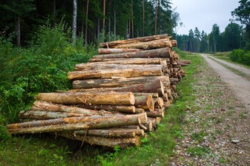  Stack of cut logs along a forest road