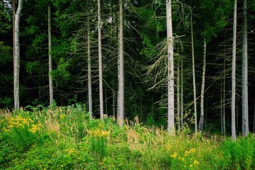 Pine forest with tall trees and green undergrowth