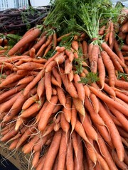 Fresh Organic Carrots with Greens