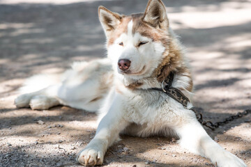 Obraz premium Close-up of a husky dog's head with a blurred background. The dog's fur is gray-brown. The dog is looking directly at the camera.