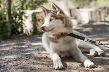 Close-up of a husky dog's head with a blurred background. The dog's fur is gray-brown. The dog is...