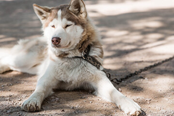 Close-up of a husky dog's head with a blurred background. The dog's fur is gray-brown. The dog is...